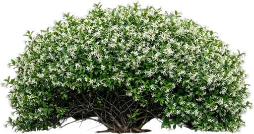 Confederate Jasmine