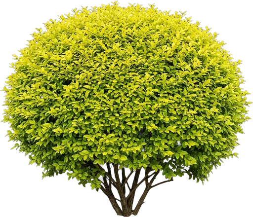 Sunshine Ligustrum