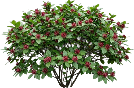 Carolina Allspice