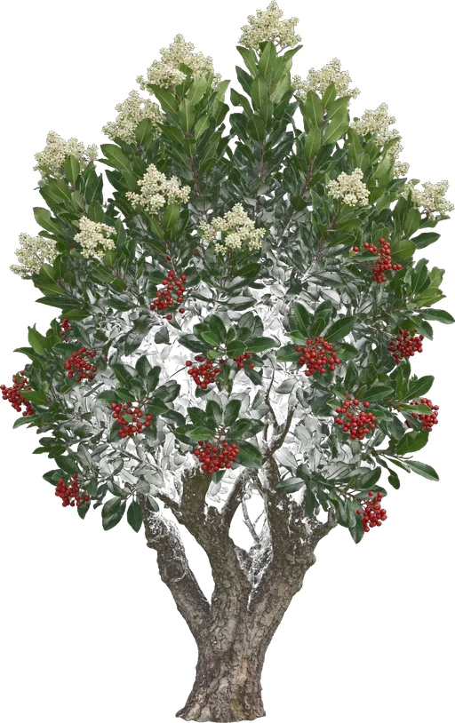 Toyon (California Holly)