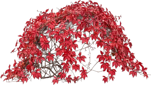Virginia Creeper