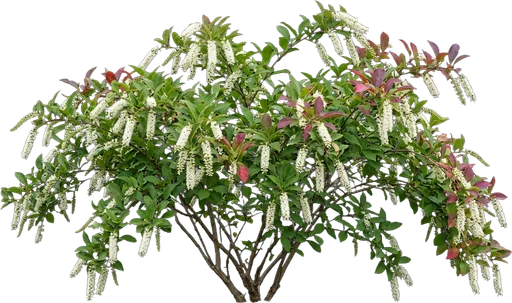 Virginia Sweetspire