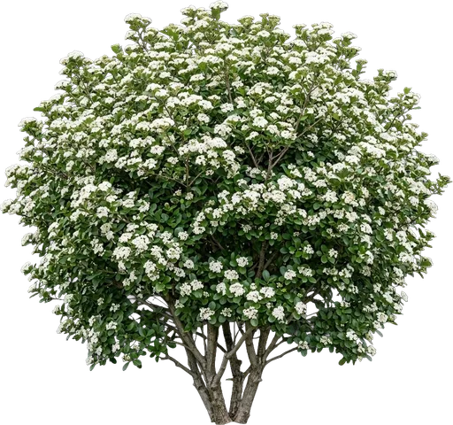 Walter's Viburnum