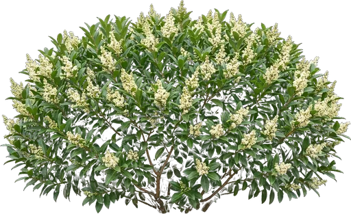 Waxleaf Privet