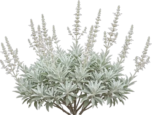 White Sage