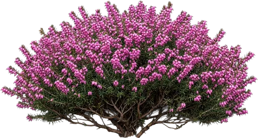 Winter Heath