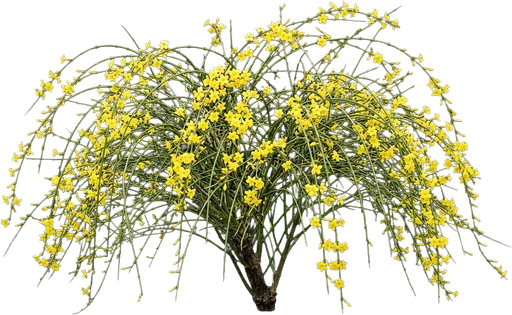 Winter Jasmine