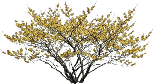 Witch Hazel
