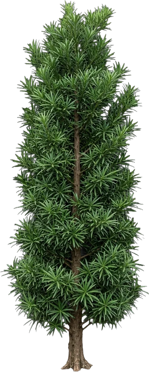 Yew Pine (Podocarpus)