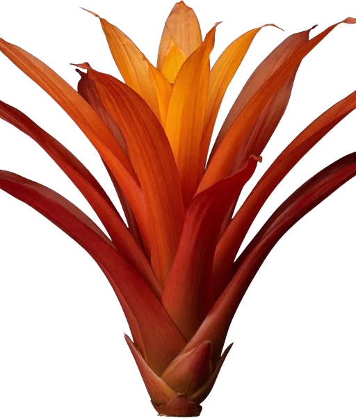Orange Bromeliad (Blanchetiana)