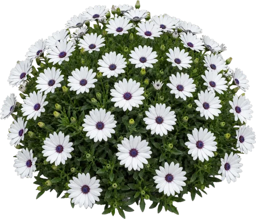 African Daisy