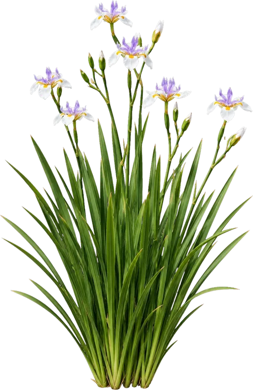 African Iris (Fortnight Lily)