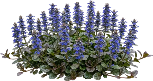 Bugleweed