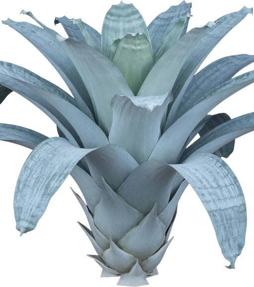 Silver Bromeliad (Alcantarea)