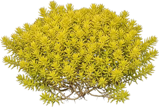 Angelina Stonecrop