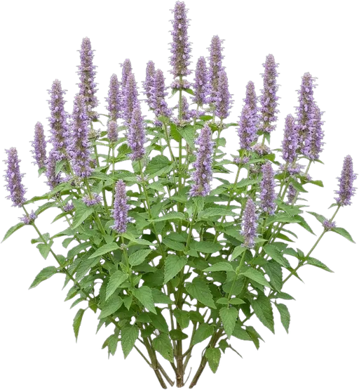 Anise Hyssop
