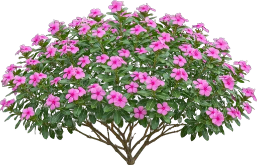 Annual Vinca