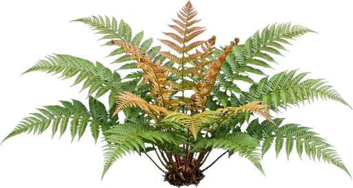Autumn Fern