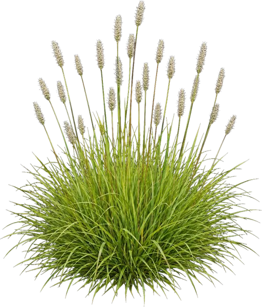 Autumn Moor Grass