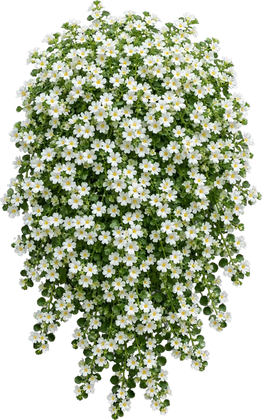 Bacopa