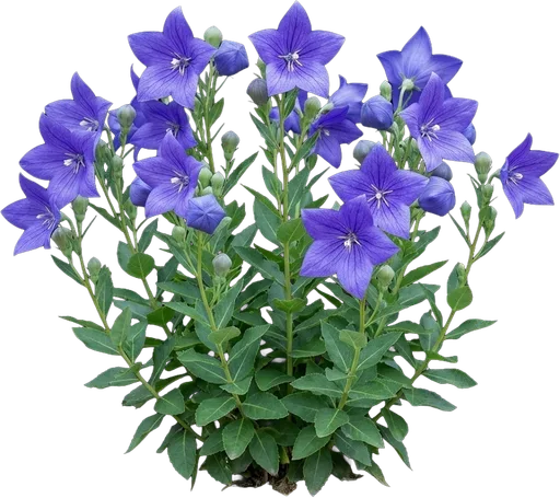 Balloon Flower