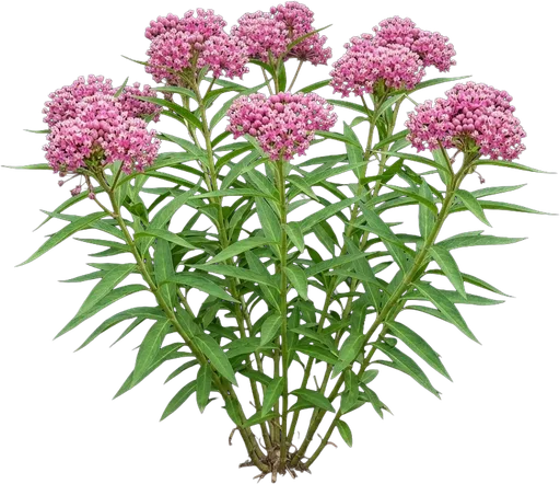 Swamp Milkweed