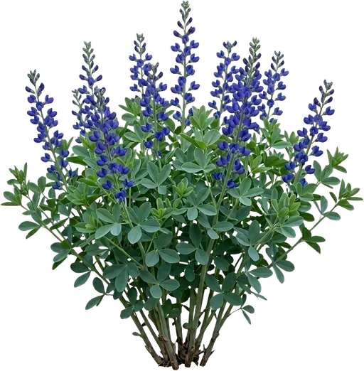 False Indigo