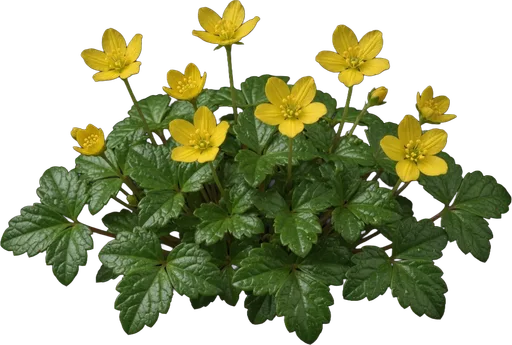 Barren Strawberry