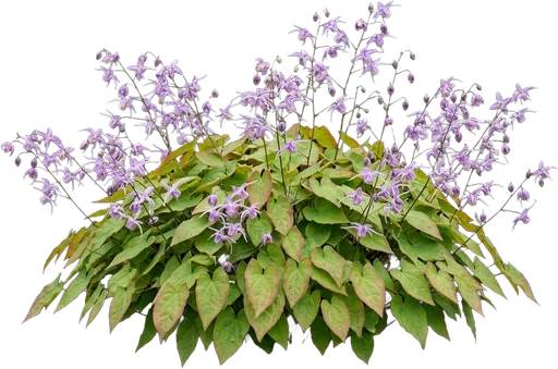 Barrenwort
