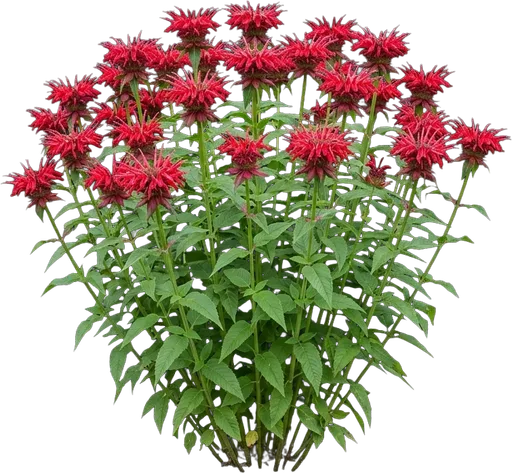 Bee Balm