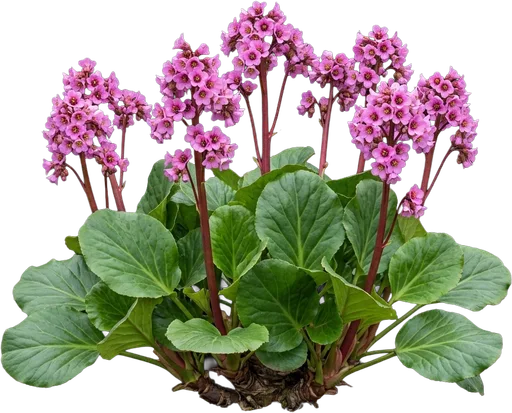 Bergenia