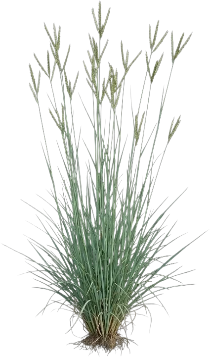 Big Bluestem