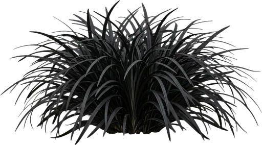 Black Mondo Grass