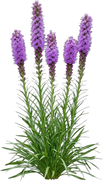 Blazing Star