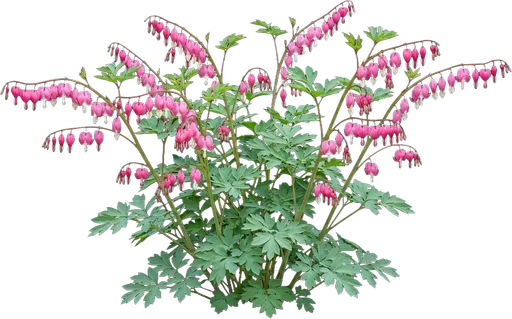 Bleeding Heart