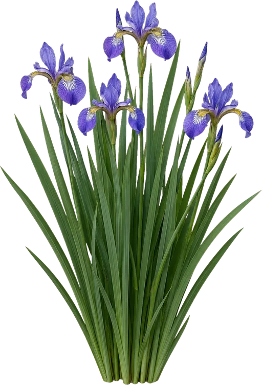 Blue Flag Iris