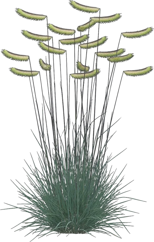 Blue Grama Grass (Blonde Ambition)