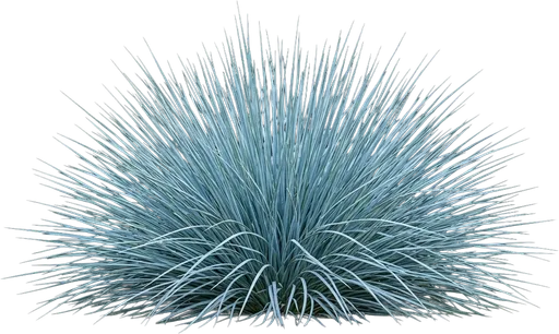 Blue Oat Grass