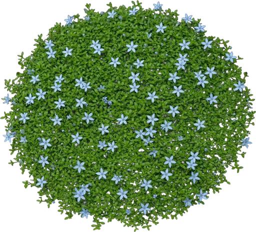 Blue Star Creeper
