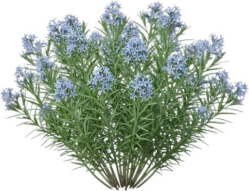 Blue Star