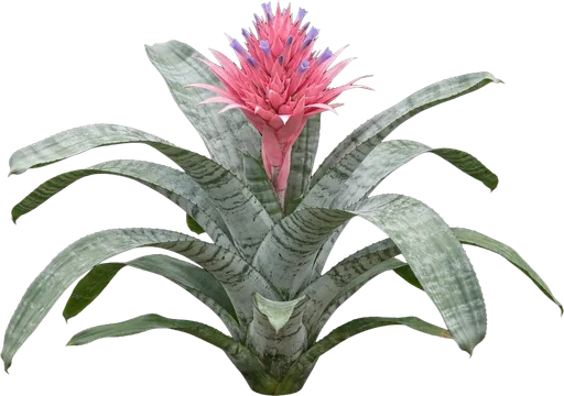 Pink Bromeliad (Aechmea)