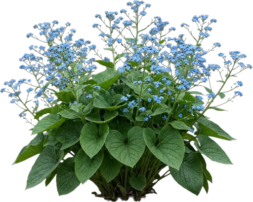 Siberian Bugloss