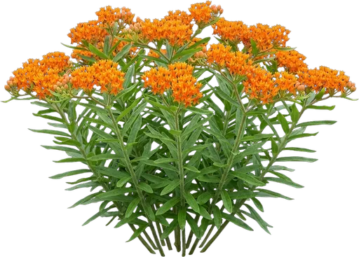 Butterfly Weed