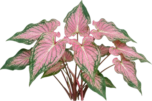 Pink Caladium