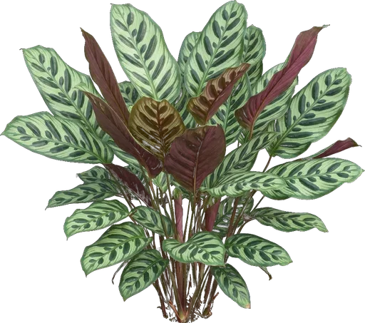 Peacock Plant (Calathea)