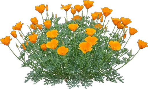 California Poppy