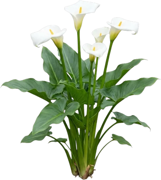 Calla Lily
