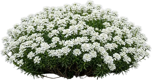 Candytuft