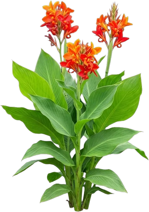 Canna Lily