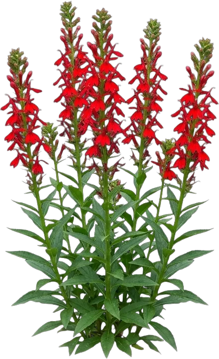 Cardinal Flower